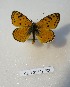  (Melitaea timandra - CCDB-23849 F06)  @11 [ ] Copyright (2019) Zoological Institute of the Russian Academy of Science Zoological Institute of the Russian Academy of Science