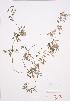  (Adlumia fungosa - LL 002)  @11 [ ] Copyright (2009) Unspecified University of Guelph BIO Herbarium
