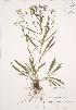  (Solidago ptarmicoides - JAG 0241)  @11 [ ] Copyright (2009) Unspecified University of Guelph BIO Herbarium