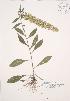  (Solidago hispida - JAG 0233)  @11 [ ] Copyright (2009) Unspecified University of Guelph BIO Herbarium