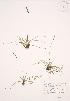  (Carex richardsonii - JAG 0465)  @11 [ ] Copyright (2009) Unspecified University of Guelph BIO Herbarium