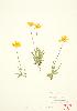  (Tetraneuris herbacea - MMD 002)  @11 [ ] Copyright (2009) Unspecified University of Guelph BIO Herbarium