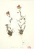  (Castilleja coccinea - MMD 003)  @11 [ ] Copyright (2009) Unspecified University of Guelph BIO Herbarium