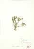  ( - JEM 022)  @11 [ ] Copyright (2009) Unspecified University of Guelph BIO Herbarium