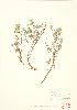  (Potentilla fruticosa ssp floribunda - JEM 013)  @11 [ ] Copyright (2009) Unspecified University of Guelph BIO Herbarium