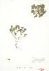  ( - ABM 016)  @11 [ ] Copyright (2009) Unspecified University of Guelph BIO Herbarium