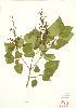  ( - MMD 015)  @11 [ ] Copyright (2009) Unspecified University of Guelph BIO Herbarium