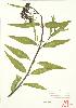  ( - MMD 025)  @11 [ ] Copyright (2009) Unspecified University of Guelph BIO Herbarium