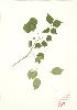  (Viburnum rafinesquianum - MMD 021)  @11 [ ] Copyright (2009) Unspecified University of Guelph BIO Herbarium