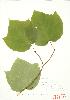  (Sapindaceae - JEM 071)  @14 [ ] Copyright (2009) Unspecified University of Guelph BIO Herbarium