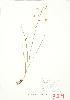  (Zigadenus elegans - JEM 079B)  @11 [ ] Copyright (2009) Unspecified University of Guelph BIO Herbarium