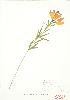  (Lilium philadelphicum - JEM 076)  @11 [ ] Copyright (2009) Unspecified University of Guelph BIO Herbarium