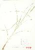  (Carex vulpinoidea - MMD 050)  @11 [ ] Copyright (2009) Unspecified University of Guelph BIO Herbarium