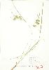  (Carex hystericina - JEM 060)  @11 [ ] Copyright (2009) Unspecified University of Guelph BIO Herbarium