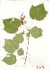  ( - JEM 049)  @11 [ ] Copyright (2009) Unspecified University of Guelph BIO Herbarium