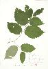  ( - JEM 156)  @11 [ ] Copyright (2009) Unspecified University of Guelph BIO Herbarium