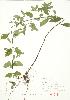  ( - JEM 152)  @11 [ ] Copyright (2009) Unspecified University of Guelph BIO Herbarium
