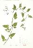  ( - JEM 098)  @11 [ ] Copyright (2009) Unspecified University of Guelph BIO Herbarium