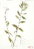  ( - JEM 117)  @11 [ ] Copyright (2009) Unspecified University of Guelph BIO Herbarium