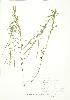  (Epilobium cf. strictum - JEM 099)  @11 [ ] Copyright (2009) Unspecified University of Guelph BIO Herbarium