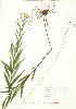  ( - JEM 140)  @13 [ ] Copyright (2009) Unspecified University of Guelph BIO Herbarium