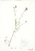  (Centaurea biebersteinii - MMD 053a)  @13 [ ] Copyright (2009) Unspecified University of Guelph BIO Herbarium