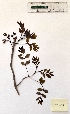  (Fraxinus angustifolia - BPTPS007)  @11 [ ] Copyright (2022) Instituto Nacional de Investigacao Agraria e Veterinaria Instituto Nacional de Investigacao Agraria e Veterinaria