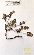  (Clinopodium menthifolium ascendens - BPTPS012)  @11 [ ] Copyright (2022) Instituto Nacional de Investigacao Agraria e Veterinaria Instituto Nacional de Investigacao Agraria e Veterinaria