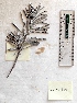  (Lavandula angustifolia - BPTPS104)  @11 [ ] Copyright (2022) Instituto Nacional de Investigacao Agraria e Veterinaria Instituto Nacional de Investigacao Agraria e Veterinaria