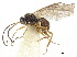  (Exotela melanocera - NMS:Godfray:NR1568)  @11 [ ] CreativeCommons - Attribution (2019) CBG Photography Group Centre for Biodiversity Genomics