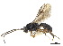  (Trachionus mandibularis - NMS:Godfray:NR858)  @13 [ ] CreativeCommons - Attribution (2019) CBG Photography Group Centre for Biodiversity Genomics