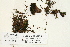  (Grimmia teretinervis - CCDB-25693-C03)  @11 [ ] CreativeCommons - Attribution Non-Commercial Share-Alike (2018) Masha L. Kuzmina Canadian Centre for DNA Barcoding