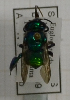  (Euglossa crassipunctata - 14491 A02-EcCosR)  @12 [ ] CreativeCommons - Attribution Non-Commercial Share-Alike (2015) Unspecified Universidade Federal de Minas Gerais