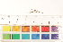  ( - CCDB-34700-C08)  @11 [ ] CreativeCommons - Attribution (2019) CBG Photography Group Centre for Biodiversity Genomics