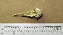  (Chroicocephalus hartlaubii - MKP 1335)  @11 [ ] CreativeCommons - Attribution (2010) Unspecified Royal Ontario Museum