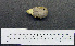  (Alisterus scapularis - 1B-955)  @12 [ ] CreativeCommons - Attribution (2010) Unspecified Royal Ontario Museum