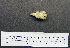  (Purpureicephalus spurius - 1B-1627)  @12 [ ] CreativeCommons - Attribution (2010) Unspecified Royal Ontario Museum