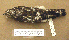  (Buteo platypterus - 1B-38)  @14 [ ] CreativeCommons - Attribution (2010) Unspecified Royal Ontario Museum