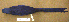  (Anodorhynchus hyacinthinus - 1B-2338)  @14 [ ] CreativeCommons - Attribution (2010) Unspecified Royal Ontario Museum