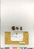  (Dicranum fragilifolium - CCDB-28010-D06)  @11 [ ] CreativeCommons - Attribution (2016) Canadian Museum of Nature Canadian Museum of Nature
