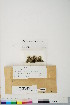  (Ephemerum crassinervium var. texanum - CCDB-28014-B11)  @11 [ ] CreativeCommons - Attribution (2016) Canadian Museum of Nature Canadian Museum of Nature