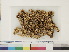  (Sphagnum pulchrum - CCDB-33278-A07)  @11 [ ] CreativeCommons - Attribution (2018) CBG Photography Group Centre for Biodiversity Genomics