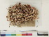  ( - CCDB-33278-C10)  @11 [ ] CreativeCommons - Attribution (2018) CBG Photography Group Centre for Biodiversity Genomics