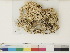  ( - CCDB-33278-G06)  @11 [ ] CreativeCommons - Attribution (2018) CBG Photography Group Centre for Biodiversity Genomics