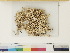  ( - CCDB-33279-B02)  @11 [ ] CreativeCommons - Attribution (2018) CBG Photography Group Centre for Biodiversity Genomics