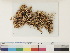  ( - CCDB-33279-H06)  @11 [ ] CreativeCommons - Attribution (2018) CBG Photography Group Centre for Biodiversity Genomics