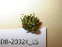  (Orthotrichum rogeri - 165119)  @11 [ ] CreativeCommons - Attribution Non-Commercial Share-Alike (2012) NTNU Museum of Natural History and Archaeology NTNU Museum of Natural History and Archaeology