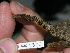  (Scinax rostratus - AJC 1503)  @11 [ ] CreativeCommons - Attribution Non-Commercial Share-Alike (2010) Copyright Andrew J. Crawford Smithsonian Tropical Research Institute