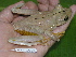  ( - AJC 1519)  @15 [ ] CreativeCommons - Attribution Non-Commercial Share-Alike (2010) Copyright Andrew J. Crawford Smithsonian Tropical Research Institute