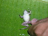  (Leptodactylus fragilis - AJC 1523)  @14 [ ] CreativeCommons - Attribution Non-Commercial Share-Alike (2010) Copyright Andrew J. Crawford Smithsonian Tropical Research Institute